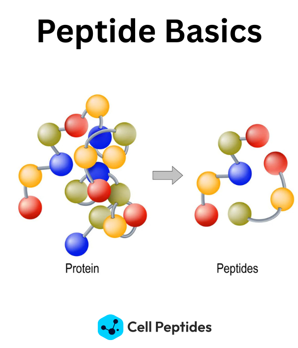 Peptide Basics-featured